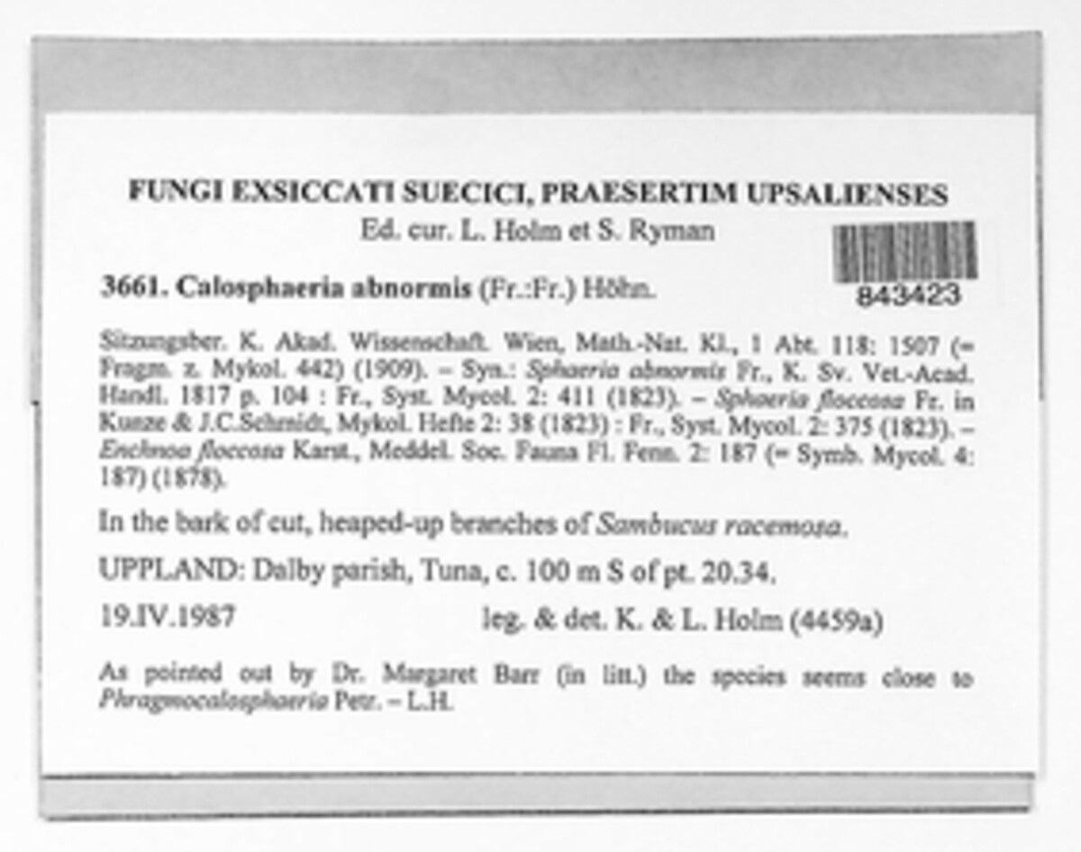 Enchnoa abnormis image